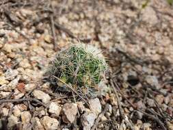 Image de Mammillaria decipiens subsp. decipiens