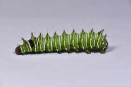 Image of Chinese Luna Moth