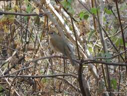 Catharus occidentalis Sclater & PL 1859 resmi