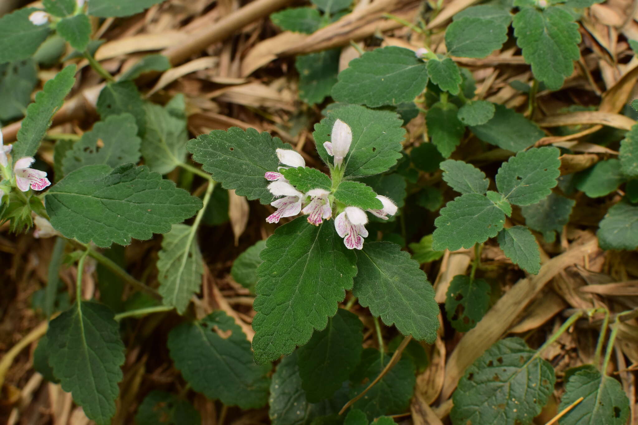 Matsumurella chinensis (Benth.) Bendiksby的圖片