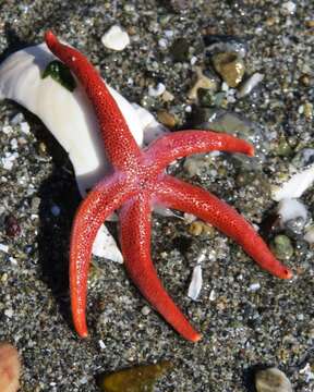 Image of Pacific blood star