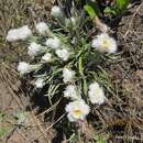 Image of Helichrysum grandibracteatum M. D. Henderson