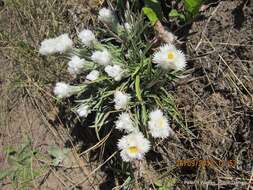 Image of Helichrysum grandibracteatum M. D. Henderson