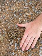 Image of Western Tent Tortoise