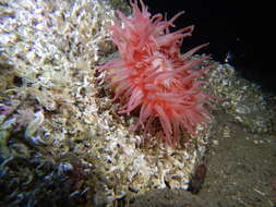 Image of horseman anemone