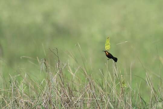 Image of Copper Sunbird