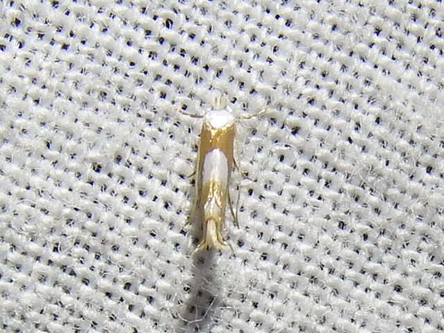 Image of Phyllonorycter fitchella (Clemens 1860)