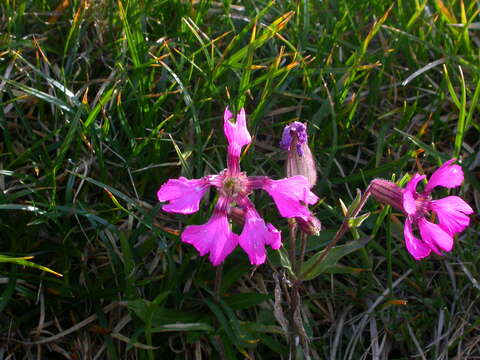 Image de Silene elisabethae Jan