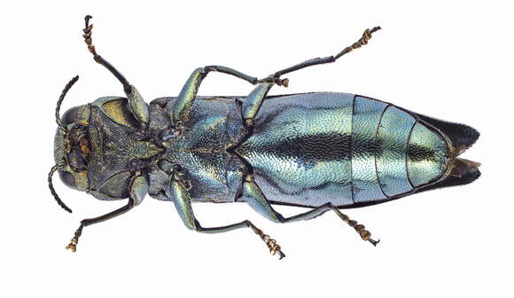 Image of Agrilus suvorovi Obenberger 1935