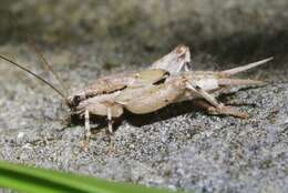 Image of Zebra Scaly Cricket