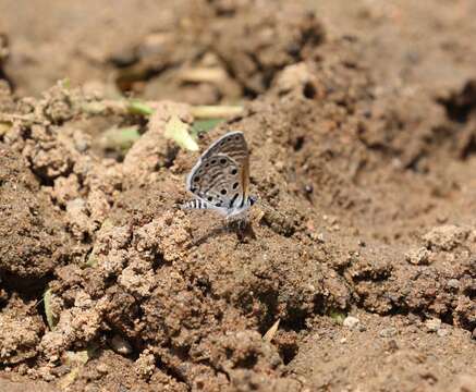 Image of African babul blue