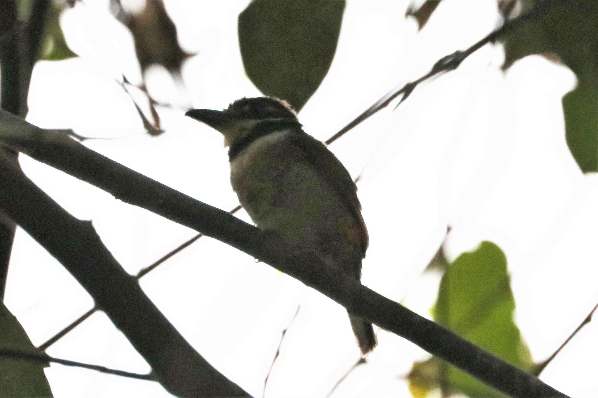 Image of Chestnut-capped Puffbird