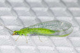 Image of Green lacewing