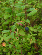 Image of alpine bilberry