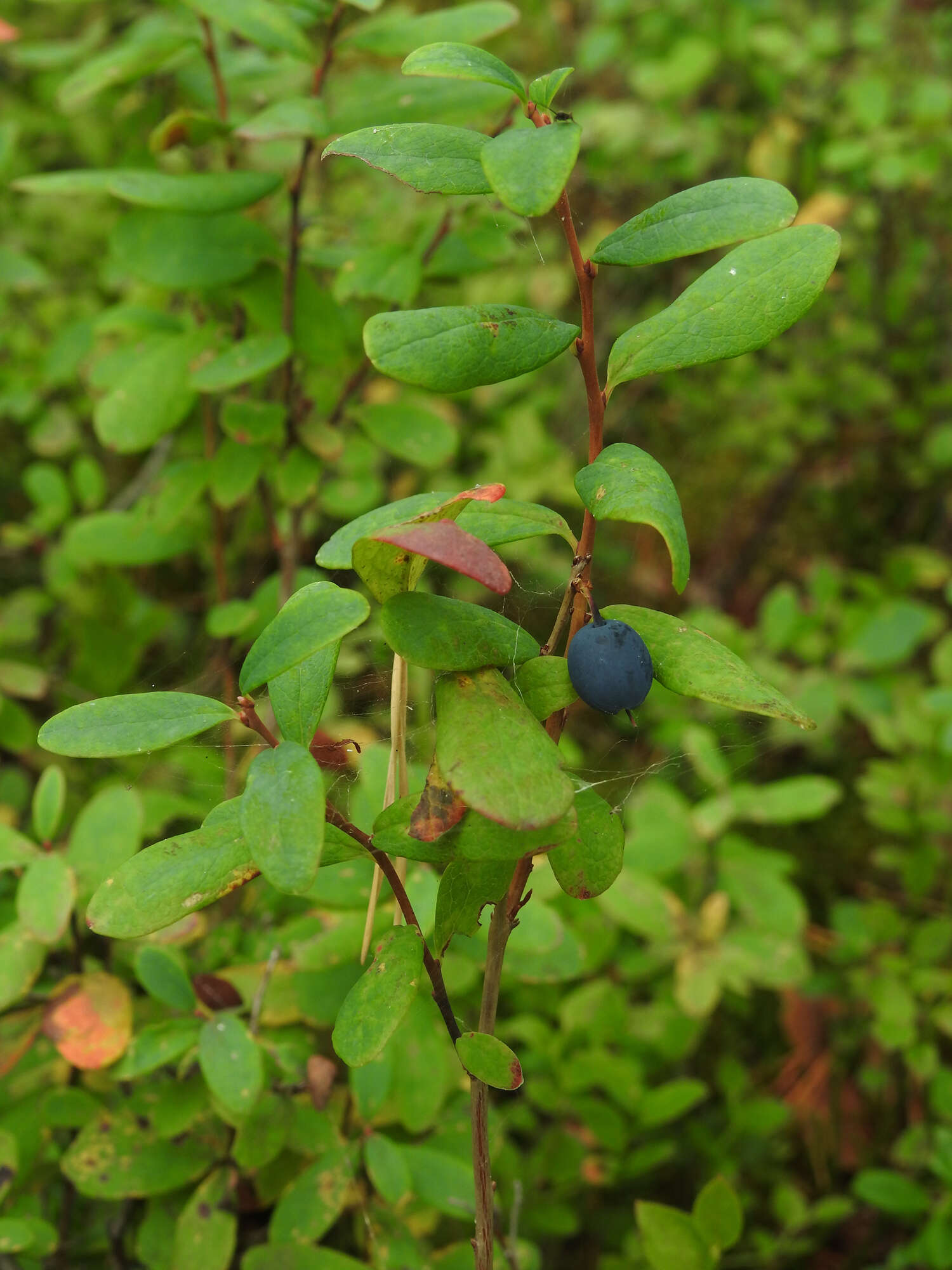 Image of alpine bilberry