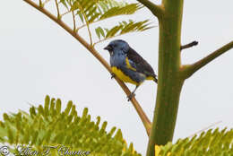 Image of Turquoise Tanager