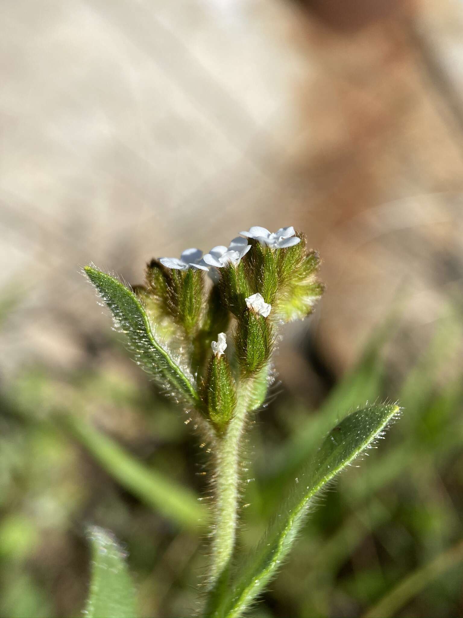 Sivun Plagiobothrys fulvus (Hook. & Arn.) I. M. Johnst. kuva