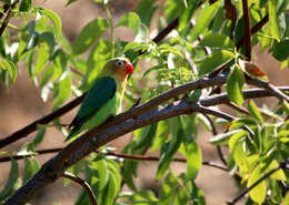 Image of Fischer's Lovebird