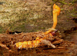 Image of Ophiocordyceps variabilis (Petch) G. H. Sung, J. M. Sung, Hywel-Jones & Spatafora 2007