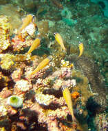 Image of Coral cardinalfish