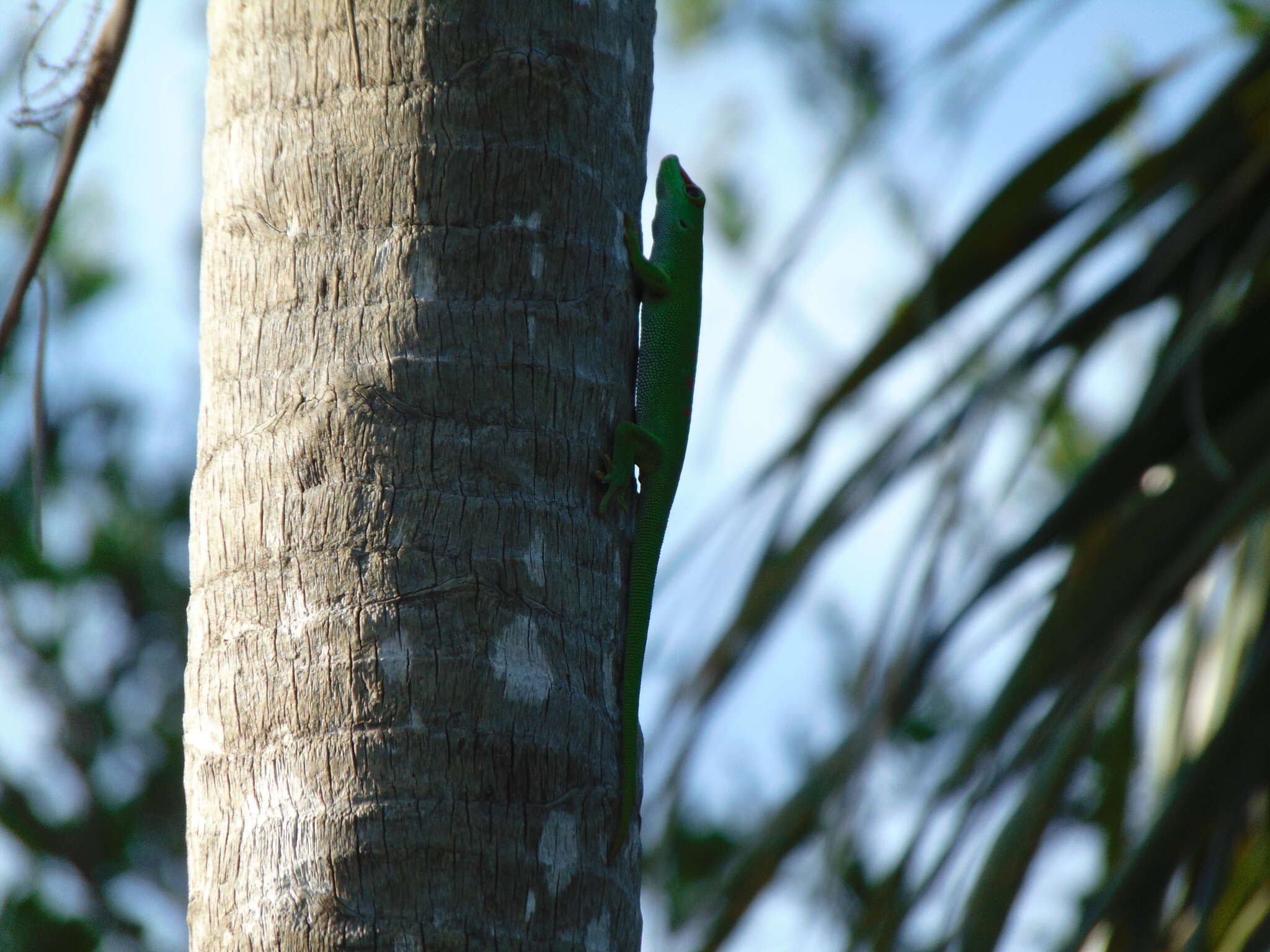 Image de Phelsuma grandis Gray 1870