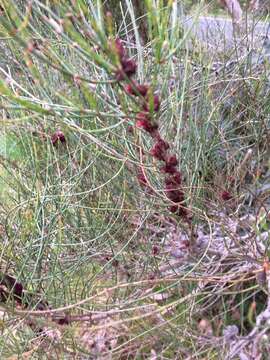 Image of Allocasuarina paradoxa (Macklin) L. A. S. Johnson