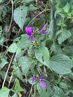 Plancia ëd Hypoestes purpurea (L.) R. Br.