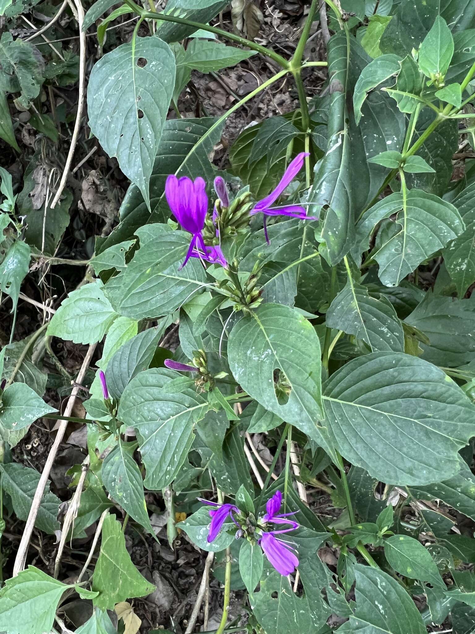 Hypoestes purpurea (L.) R. Br. resmi