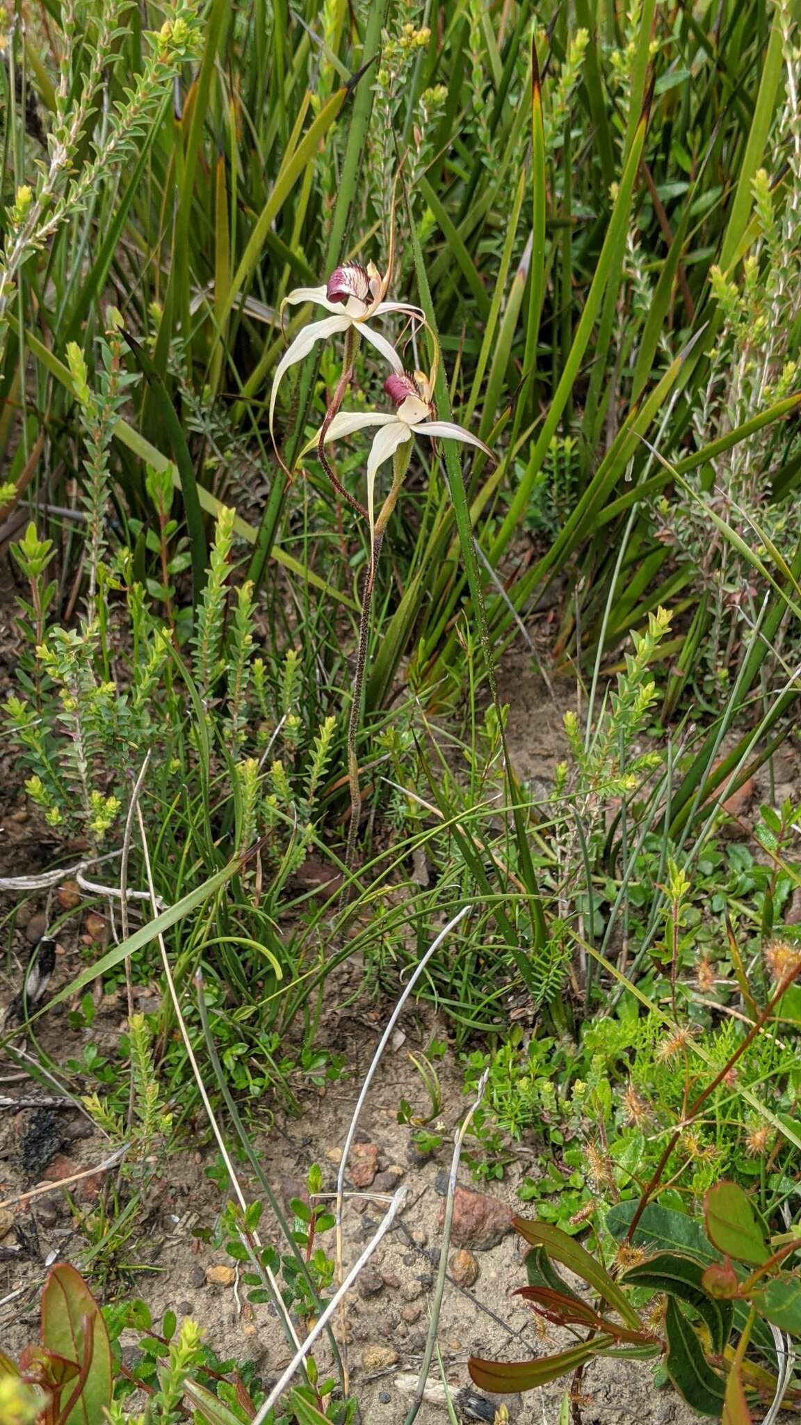 Caladenia valida (Nicholls) M. A. Clem. & D. L. Jones的圖片