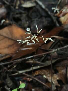 Imagem de Gymnosiphon divaricatus (Benth.) Benth. & Hook. fil.