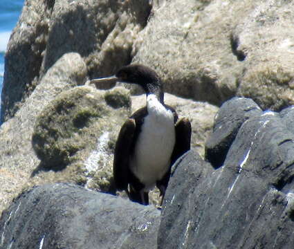 Image of Guanay Cormorant