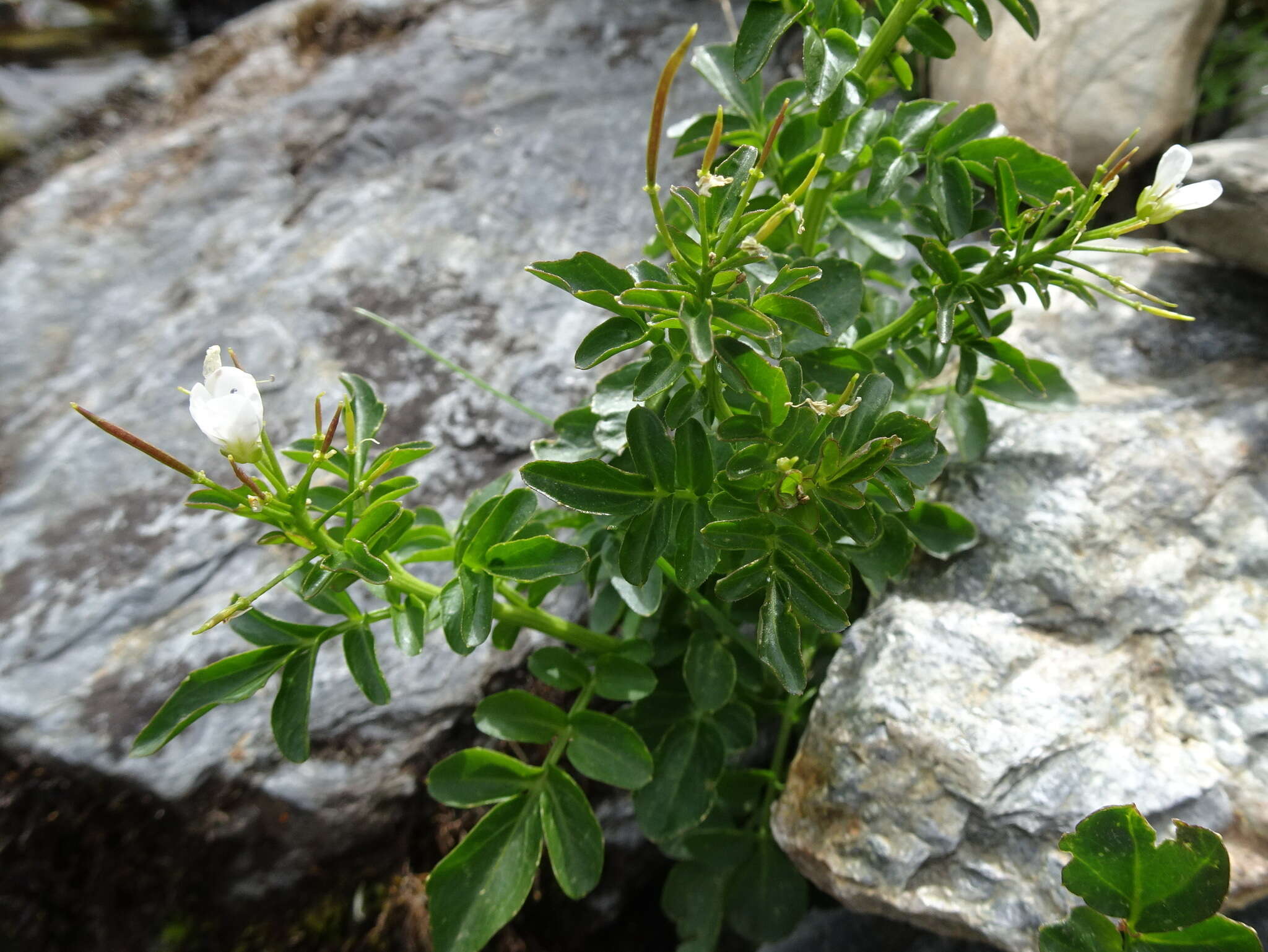 Image of Large Bittercress