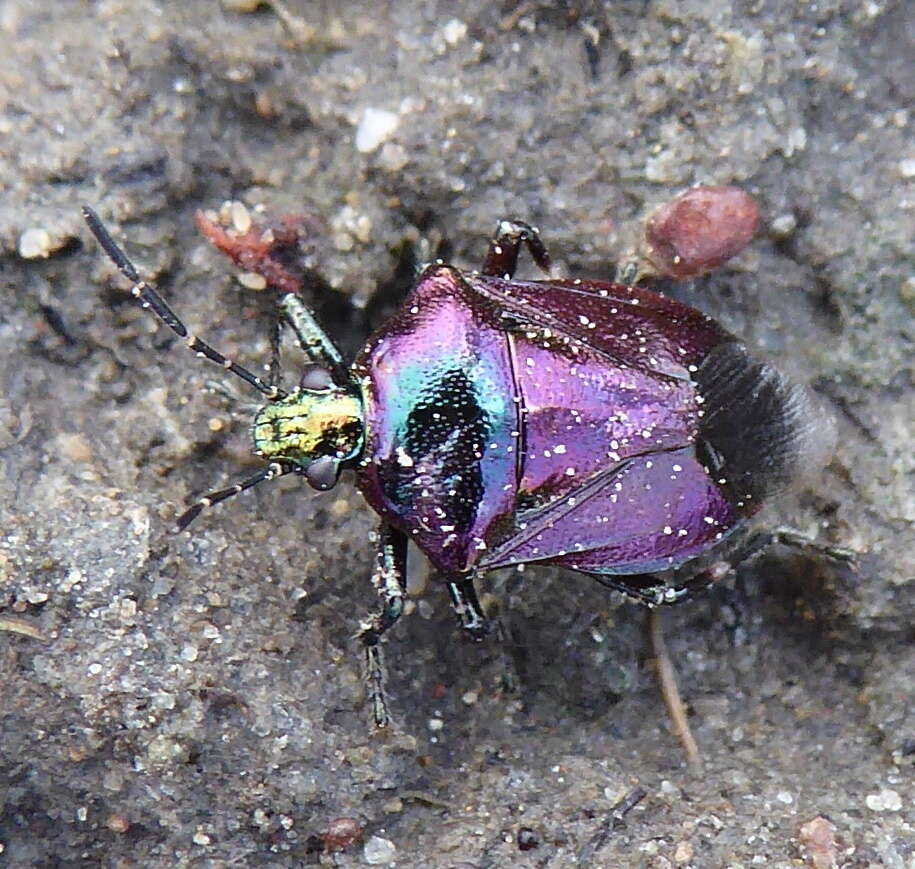 <i>Dorycoris pavonius</i> resmi