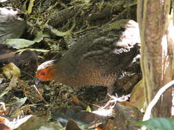 Image of Marbled Wood Quail