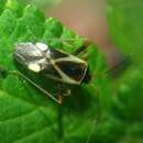 Adelphocoris reicheli (Fieber 1836)的圖片