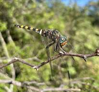 Image of Southern Riverking