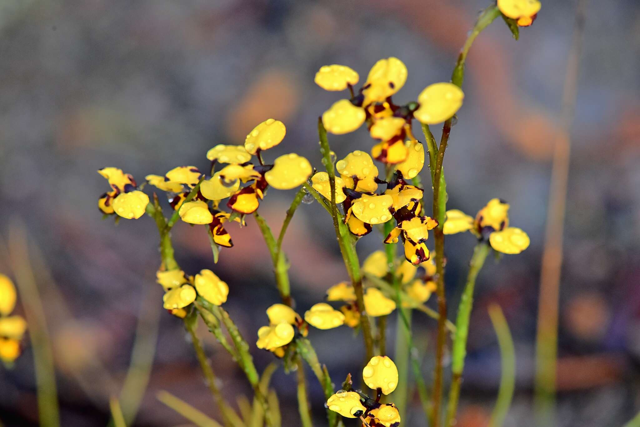 Plancia ëd Diuris laxiflora Lindl.