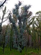 Image of Eucalyptus conspicua L. A. S. Johnson & K. D. Hill