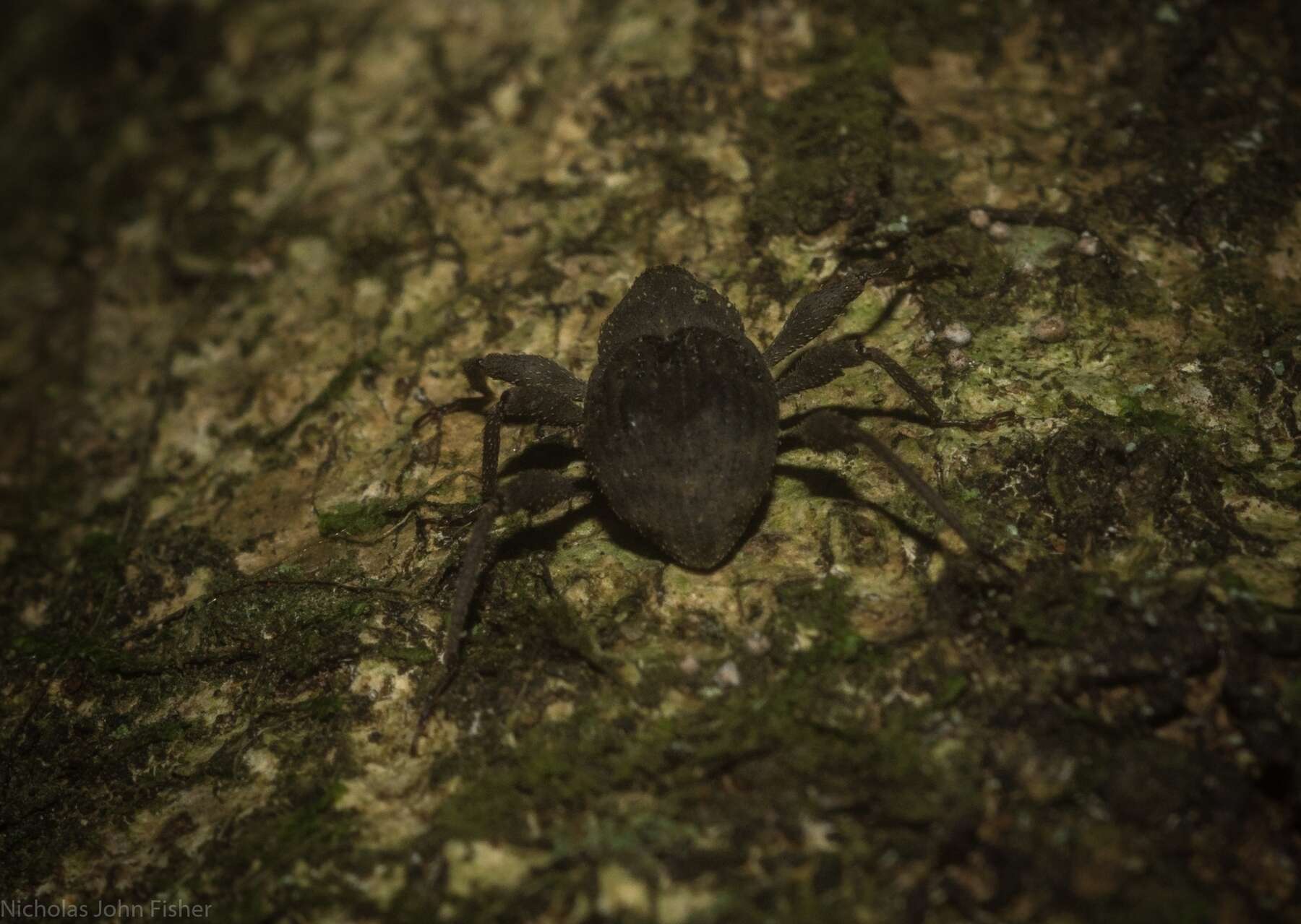 Image of Onidistus araneus Pascoe 1870