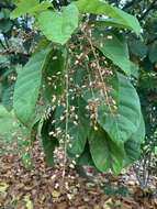 Image of Sterculia parviflora Roxb.