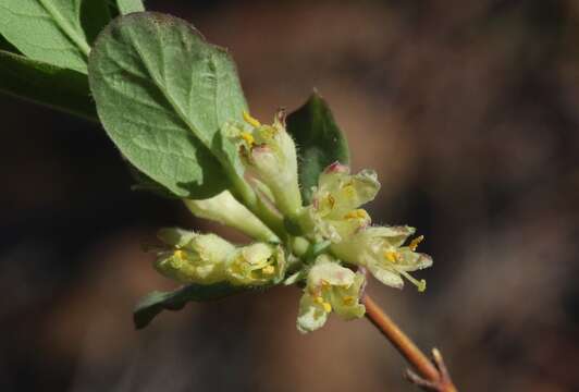 Image de Lonicera caerulea var. cauriana (Fern.) Boivin