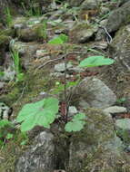 Pimpinella tripartita Kalenicz. resmi