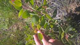 Image of Mariposa manzanita