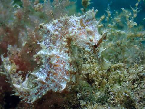 Image of Sea Horse