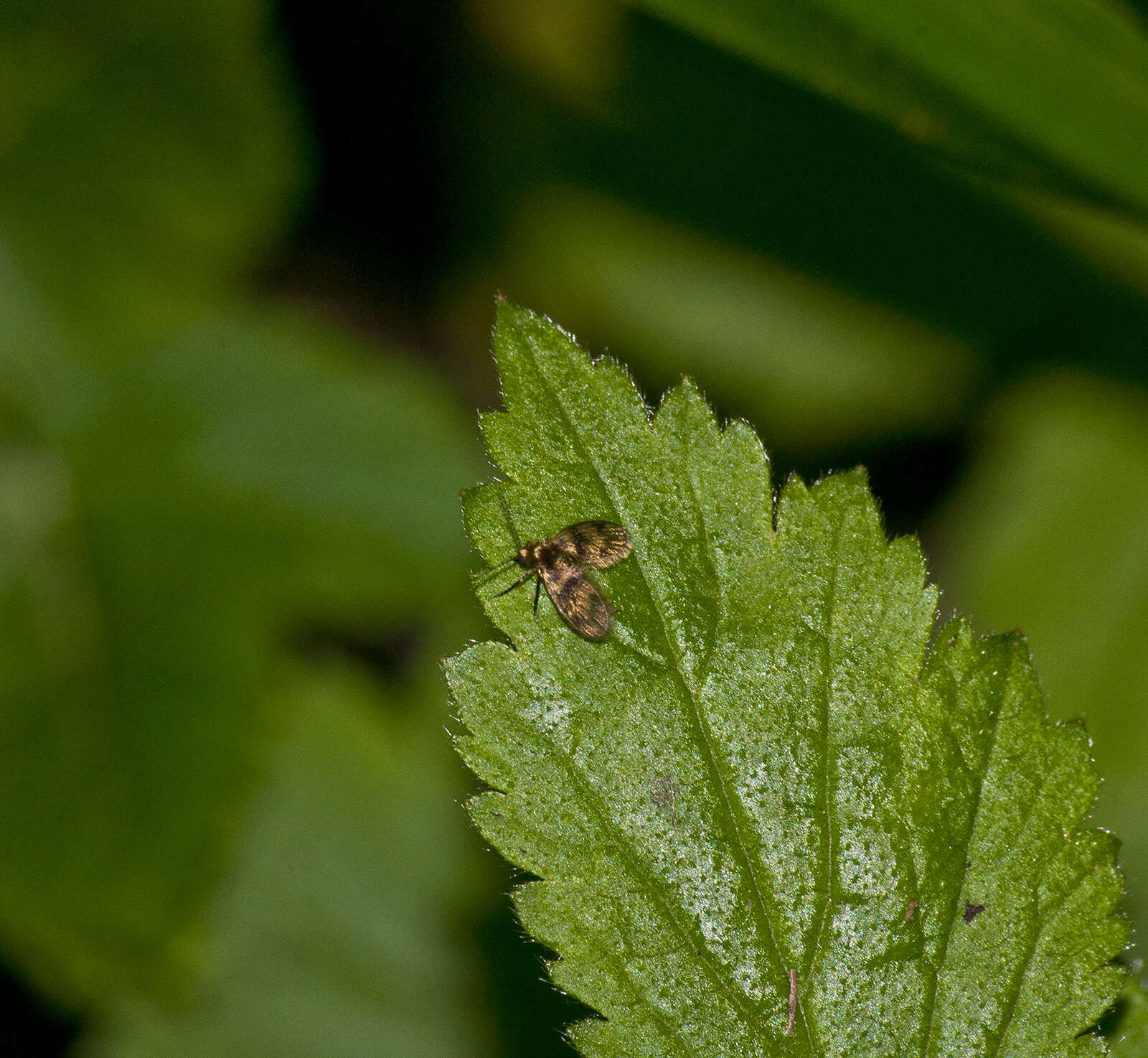 Image of Trichomyia urbica Haliday 1839