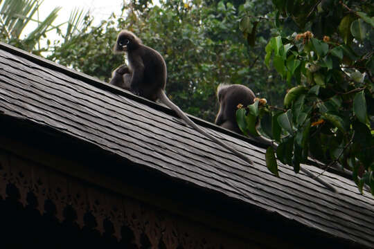 Plancia ëd Trachypithecus obscurus (Reid 1837)