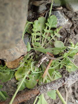 Image of Lyre-Leaf Thalecress