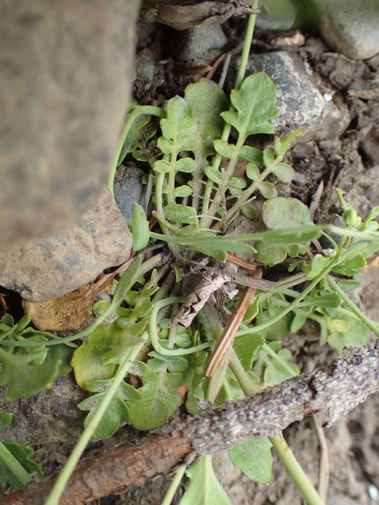 Plancia ëd Arabidopsis lyrata (L.) O'Kane & Al-Shehbaz