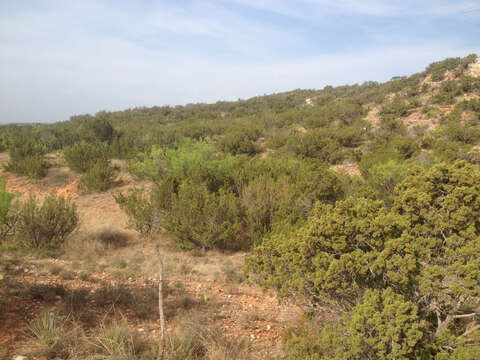 Image of Pinchot's juniper