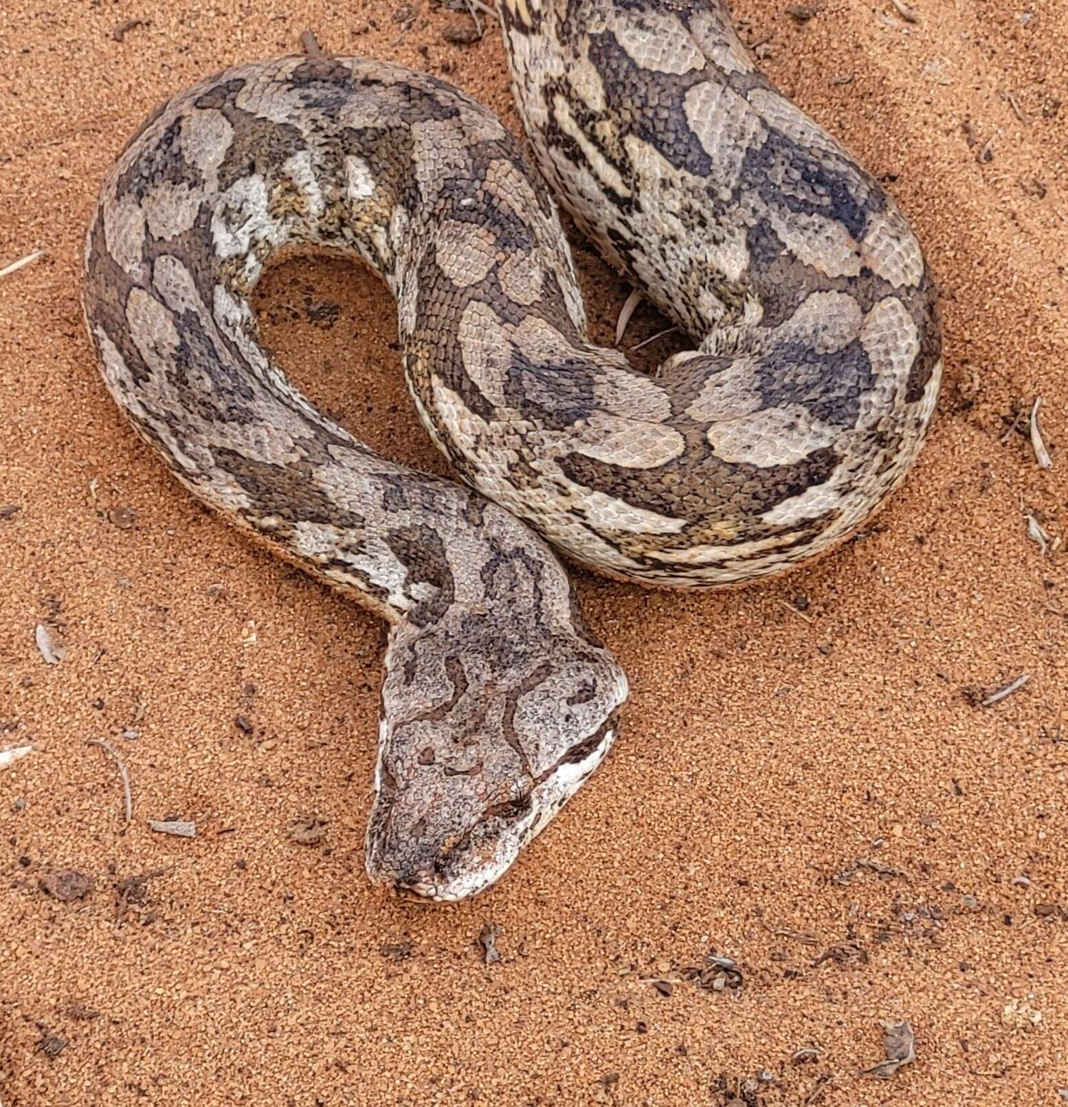 Слика од Acrantophis Jan ex Jan & Sordelli 1860